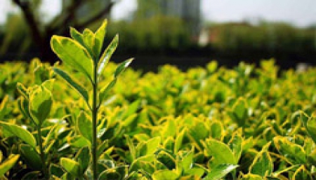 金沙js9线路中心